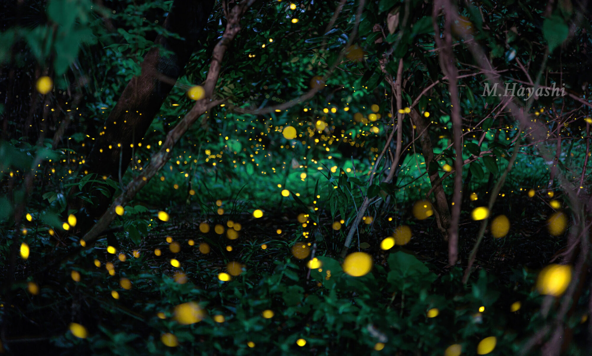 キヤノンフォトクラブNight東海